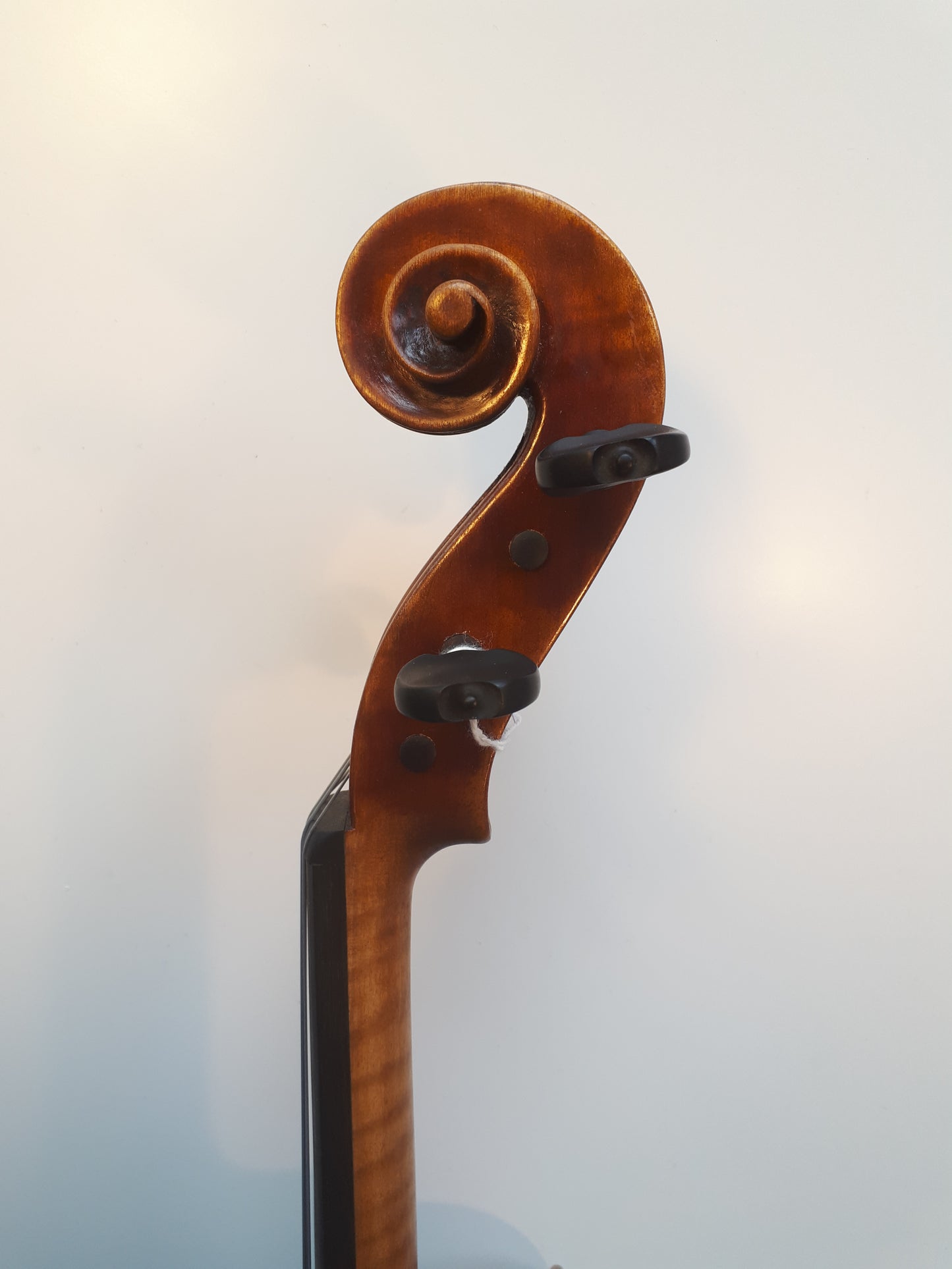 Viola - Jay Haide 2017